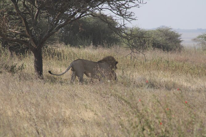 Full-Day Ngorongoro Crater private tour - Leaving Ngorongoro around 3:00 p.m.