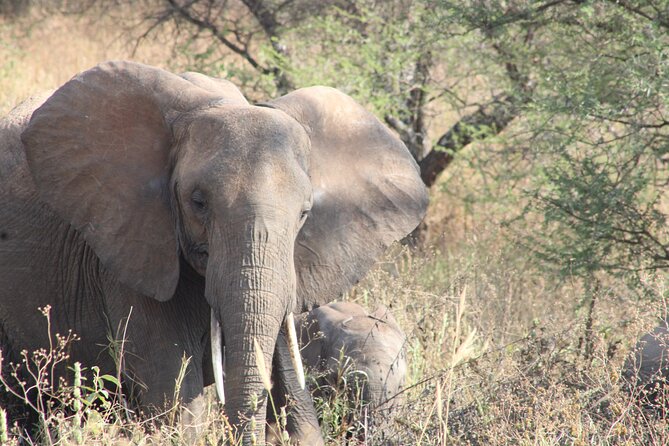 Full-Day Ngorongoro Crater private tour - Entering the crater in a safari Land Cruiser