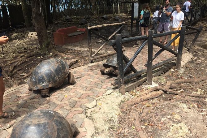 Full-day Prison Island, Nakupenda and Stone Town Tour with Lunch Buffet - Timing, comfort, and the small details