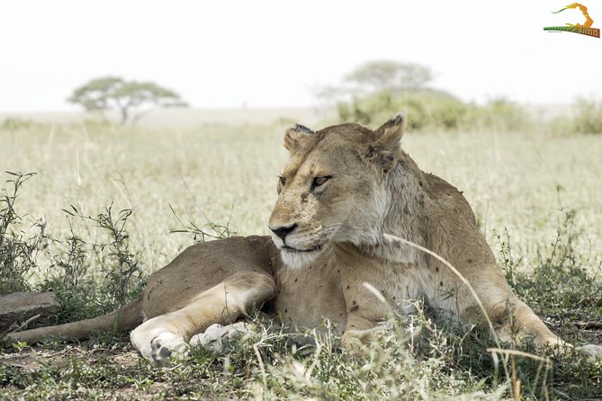Full-Day Private Serengeti Safari from Mwanza - Lunch, water, and what to bring