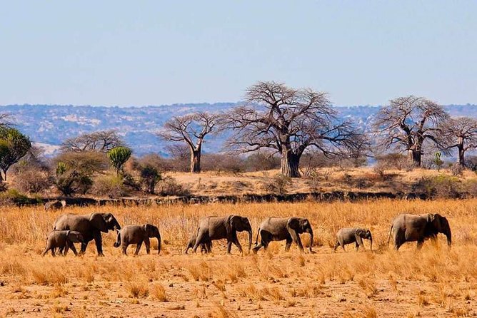Full Day To Arusha National Park - What the six-hour itinerary really means