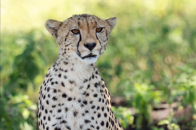 Full Day To Arusha National Park - Is $250.18 per person good value?