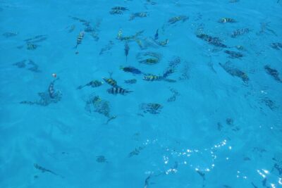 Fullday trip to Pungume and Uzi Island for Snorkeling and more