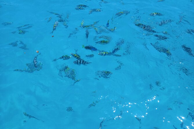 Fullday trip to Pungume and Uzi Island for Snorkeling and more - Pungume Reef offers the best water time