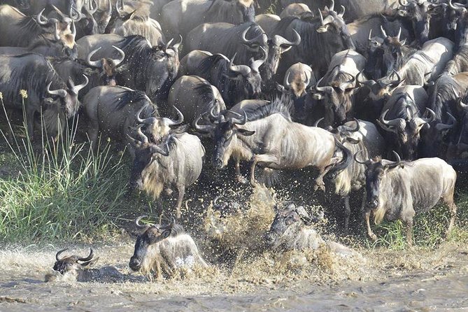 Great Migration Safari In Tanzania - Why this seven-day route works