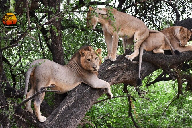 Group Safari 7 Days in Tanzania's Main Parks - Arusha arrival and the first look at Tanzania