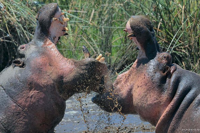 Group Safari 7 Days in Tanzania's Main Parks - Ngorongoro Crater is the visual centerpiece