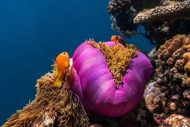 Half-Day Dolphin & Snorkeling Tour in Mnemba Island Zanzibar - What the $120 price really covers