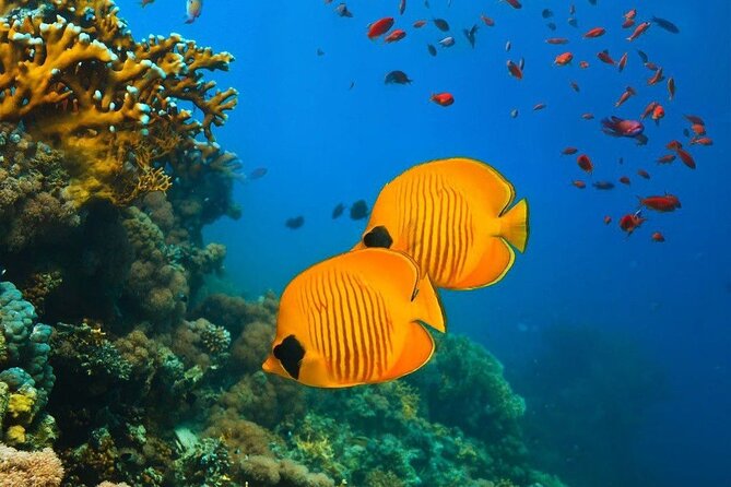 Half-Day Dolphin & Snorkeling Tour in Mnemba Island Zanzibar - Who will enjoy this Mnemba tour most