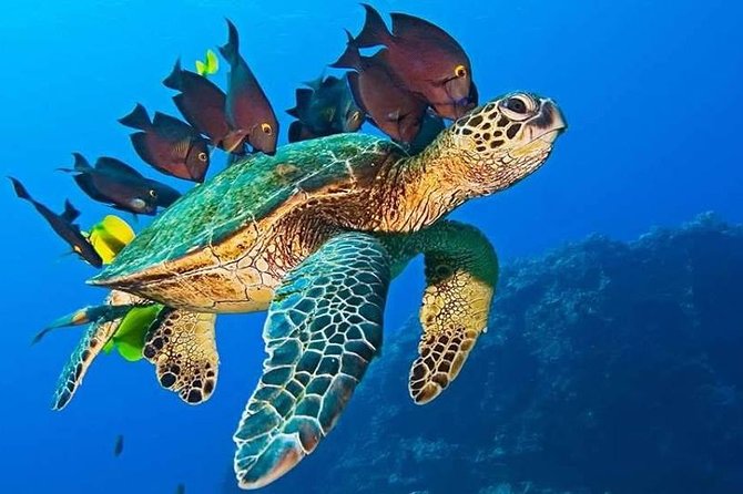 Half-Day Dolphin & Snorkeling Tour in Mnemba Island Zanzibar - My verdict on Mnemba Island