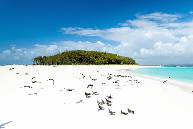 Half-Day Dolphin & Snorkeling Tour in Mnemba Island Zanzibar - What makes Mnemba’s snorkeling worth your time