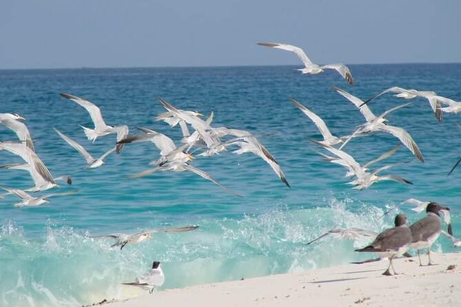 Half Day Zanzibar Mnemba Atoll Marine Reserve Snorkeling Tour - The guide can shape the whole morning