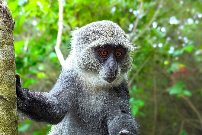 Hidden Arusha Waterfall, Coffee & Village Tour (All-Inclusive) - Why stop in Arusha before your safari?