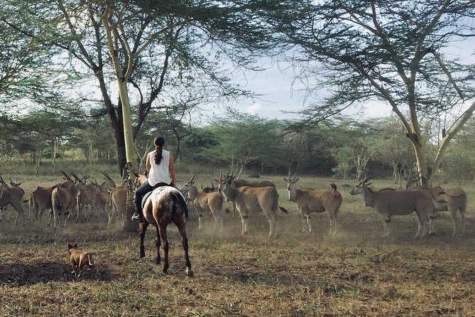 Horse safaris in Tanzania - Group size, safety, and the feel of the outing