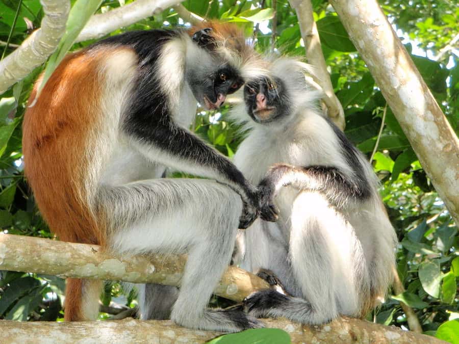 Joazani forest & Spice farm with lunch - The 8:00 pickup and drive to Jozani