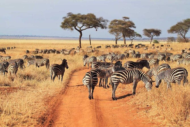 Joining Safari from Mwanza - Camping or a luxury lodge?