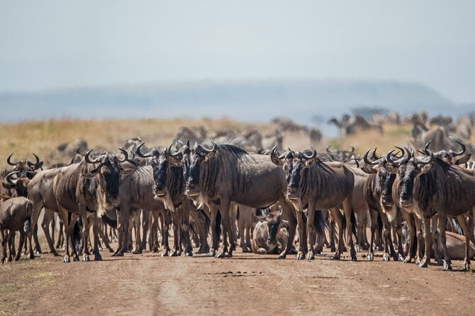 Joining Safari from Mwanza - The guide can shape the whole experience
