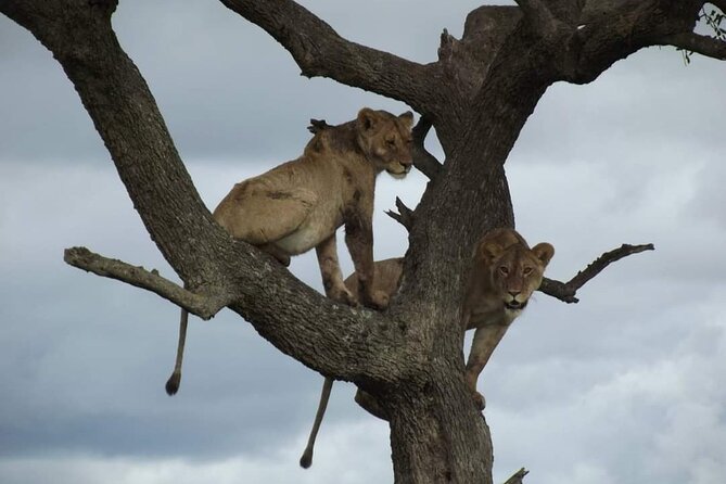 Joining Safari from Mwanza - Day 2: A full Seronera day for cats