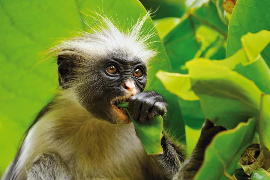 Jozani Forest, Horse-riding Tour, The Rock Lunch, Paje Beach - Private horseback riding in Zanzibar