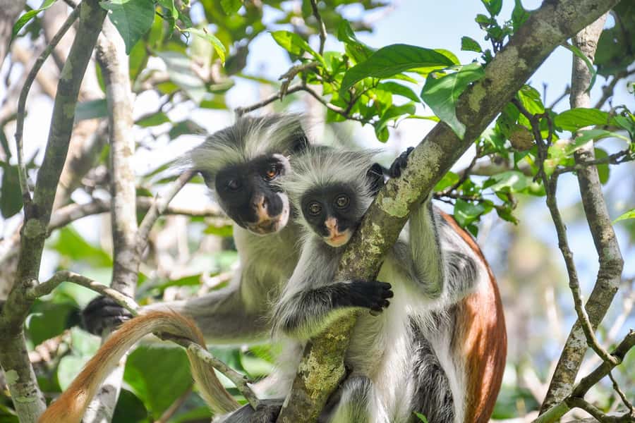 Jozani Forest, kuza cave and mtende beach - Should you book the Jozani, Kuza Cave, and Mtende Beach tour?