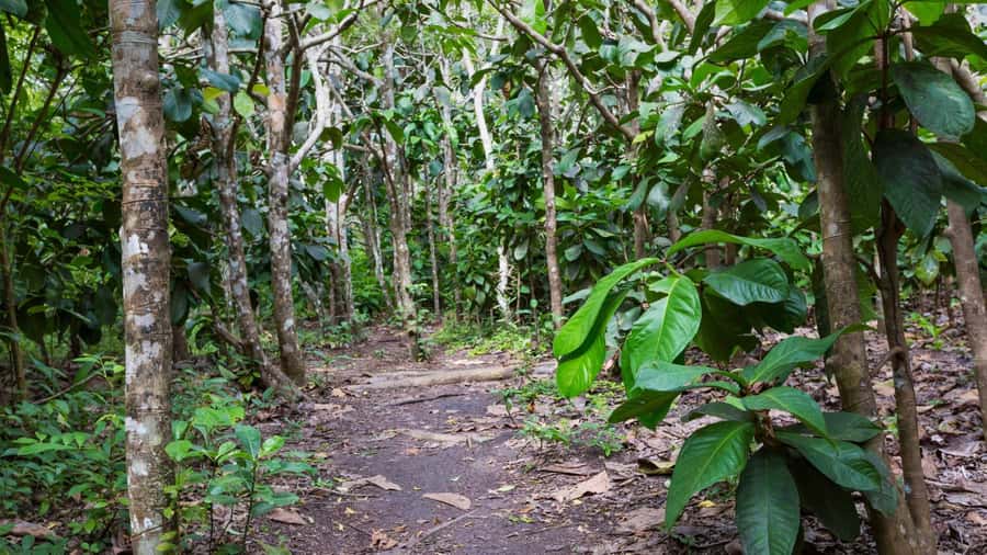 Jozani Forest, kuza cave and mtende beach - Mtende Beach for wide coastal views
