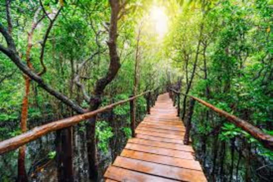 Jozani Forest,kuza cave and the rock restaurant - Why a private guide improves the forest walk