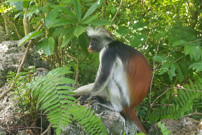 Jozani Forest, Kuza Cave, Paje Beach and The Rock Restaurant - Guides, drivers and the private vehicle