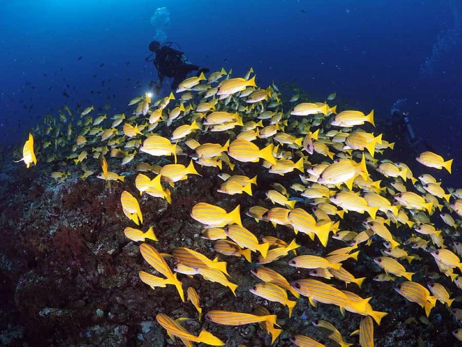Jozani Forest, Lunch at The Rock, Mnemba Snorkeling Tour - The Rock Restaurant and the price question
