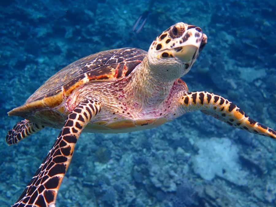 Jozani Forest, Lunch at The Rock, Mnemba Snorkeling Tour - What $150 per person really includes