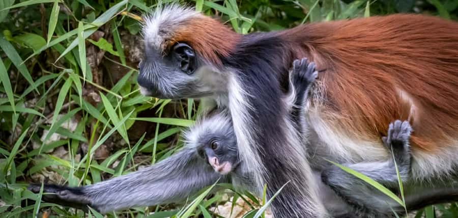 Jozani Forest & Paje Beach Trip with The Rock Restaurant - Three Zanzibar Sights in Six Hours
