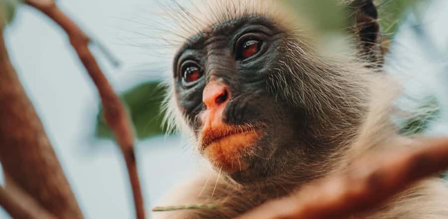 Jozani Forest & Paje Beach Trip with The Rock Restaurant - Starting with Private Pickup in Zanzibar