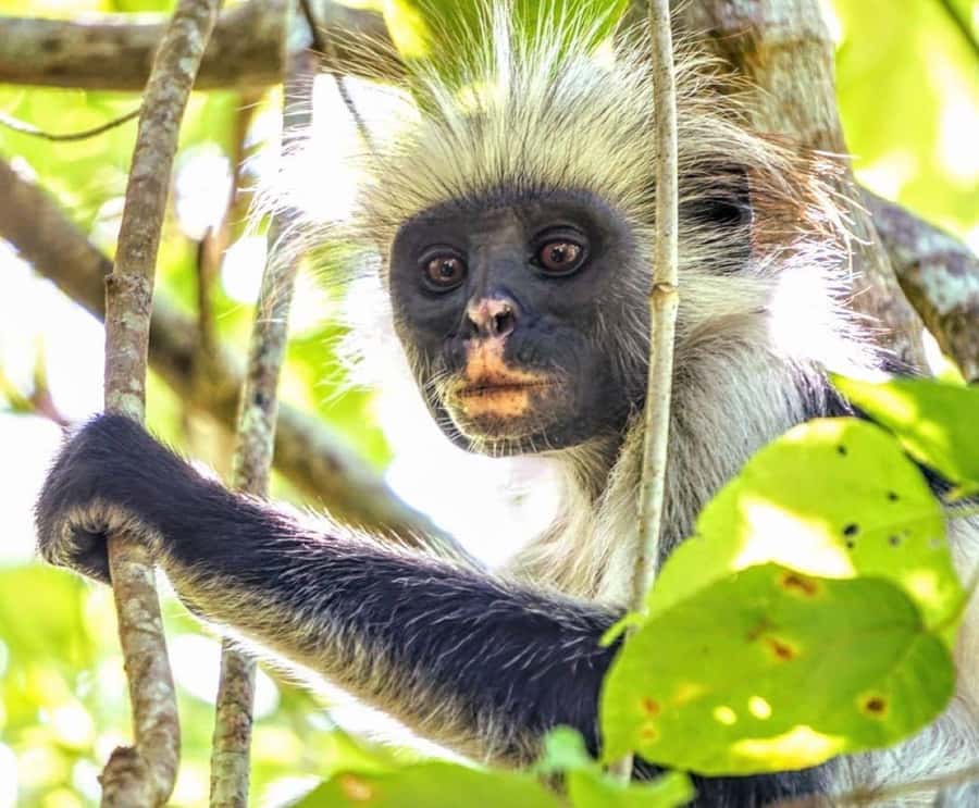 Jozani Forest, Pongwe, Snorkeling with Turtles, Clear Kayak - Key points to know before booking