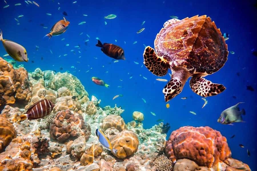 Jozani Forest, Pongwe, Snorkeling with Turtles, Clear Kayak - Why the private format is worth considering