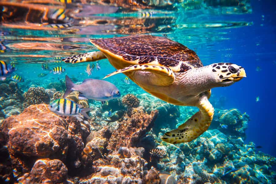 Jozani Forest, Pongwe, Snorkeling with Turtles, Clear Kayak - Guides, drivers, and the human side of the day