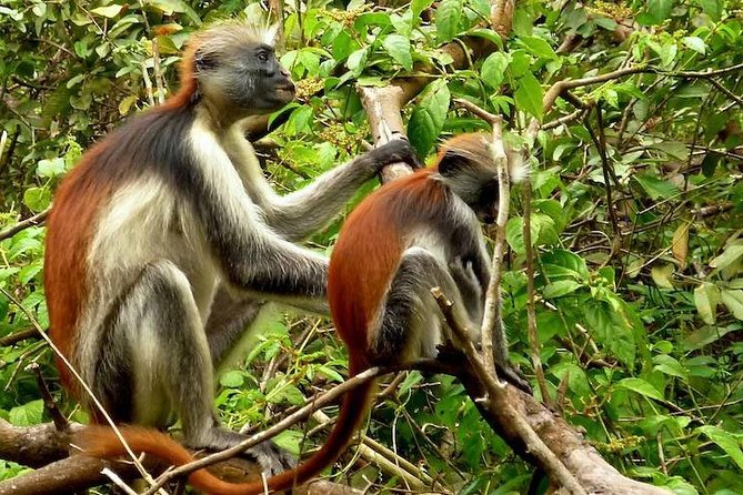 Jozani Forest Reserve Half-Day Guided Tour from Zanzibar - Walking beneath eucalyptus and mahogany trees