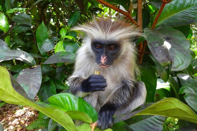 Jozani Forest Reserve Half-Day Guided Tour from Zanzibar - Meeting Zanzibar’s red colobus monkeys