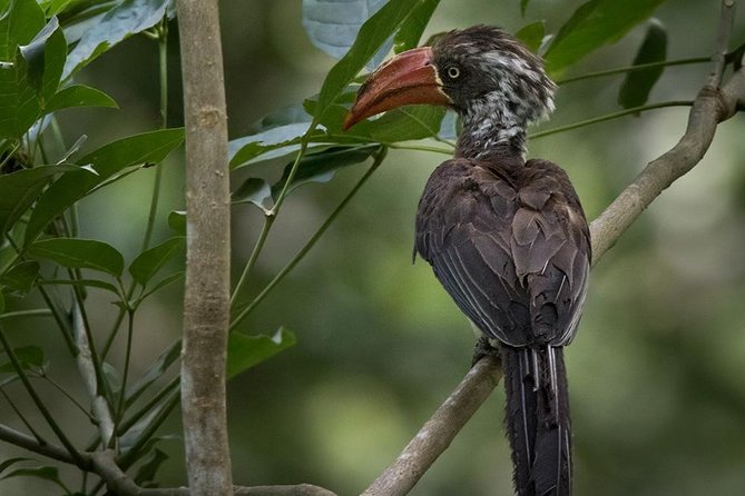Jozani Forest Reserve Half-Day Guided Tour from Zanzibar - The mangrove boardwalk and changing tides