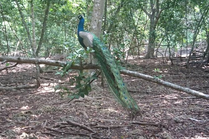 Jozani Forest Reserve Half-Day Guided Tour from Zanzibar - What the guide adds to the experience