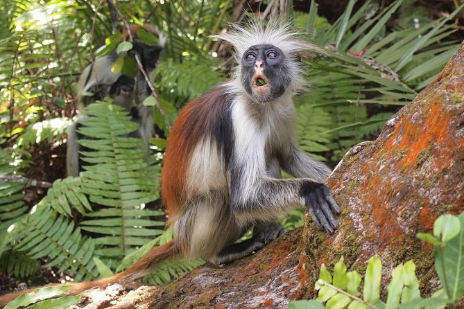 Jozani Forest Reserve Half-Day Guided Tour from Zanzibar - Is $115 per person a fair price?