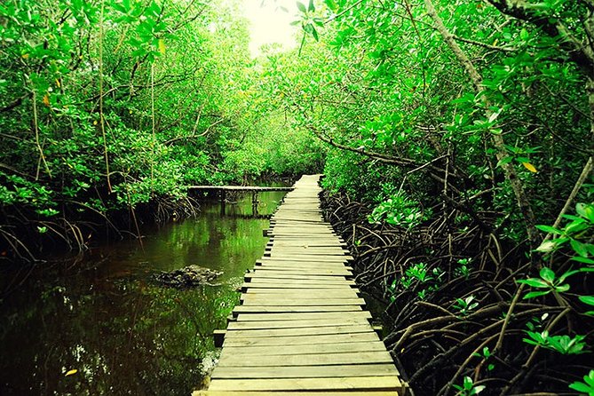 Jozani Forest Reserve Half-Day Guided Tour from Zanzibar - Morning or afternoon: which departure works best?