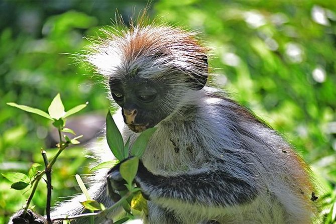 Jozani Forest Reserve Half-Day Guided Tour from Zanzibar - From your hotel to southern Zanzibar