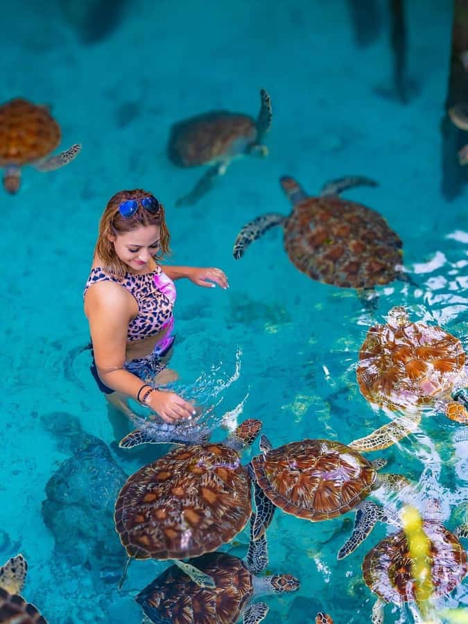 Jozani Forest, Sea Turtles, Blue Lagoon, Starfish & The Rock - Key points to know before booking