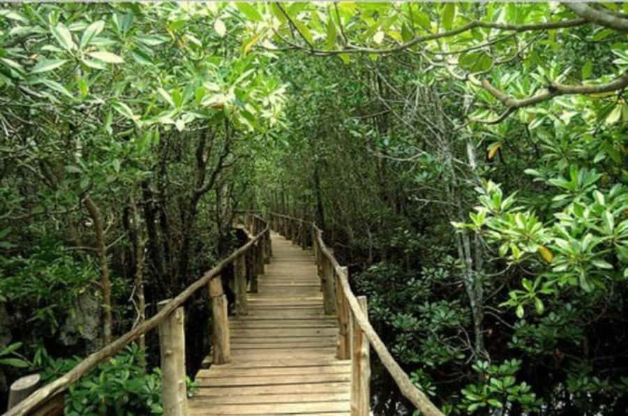Jozani Forest, Sea Turtles, Blue Lagoon, Starfish & The Rock - Starfish Point and the shallow sea