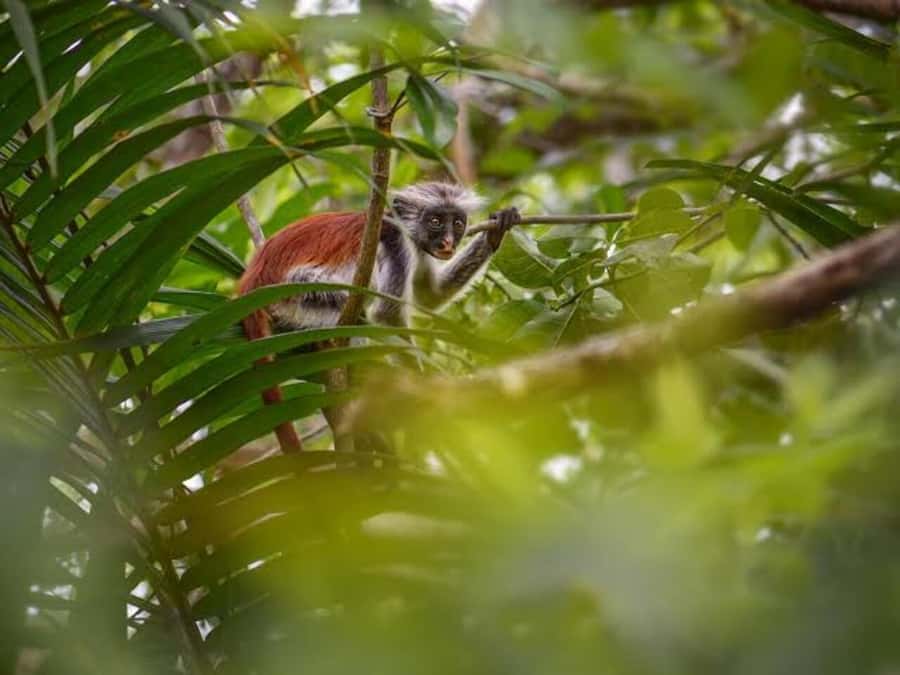 Jozani Forest, Sea Turtles, Blue Lagoon, Starfish & The Rock - Is $185 per person good value?