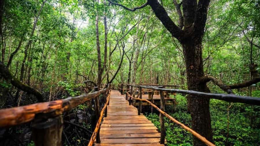 Jozani Forest, Star fish and the rock restaurant - The best fit for this Zanzibar day tour