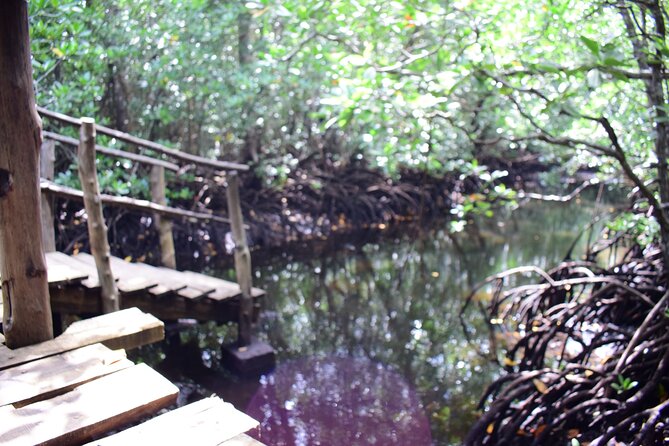 Jozani Forest Tour - Who should book this Jozani experience?