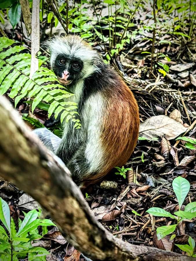Jozani forest walking tour - Why Jozani Forest matters on a Zanzibar trip