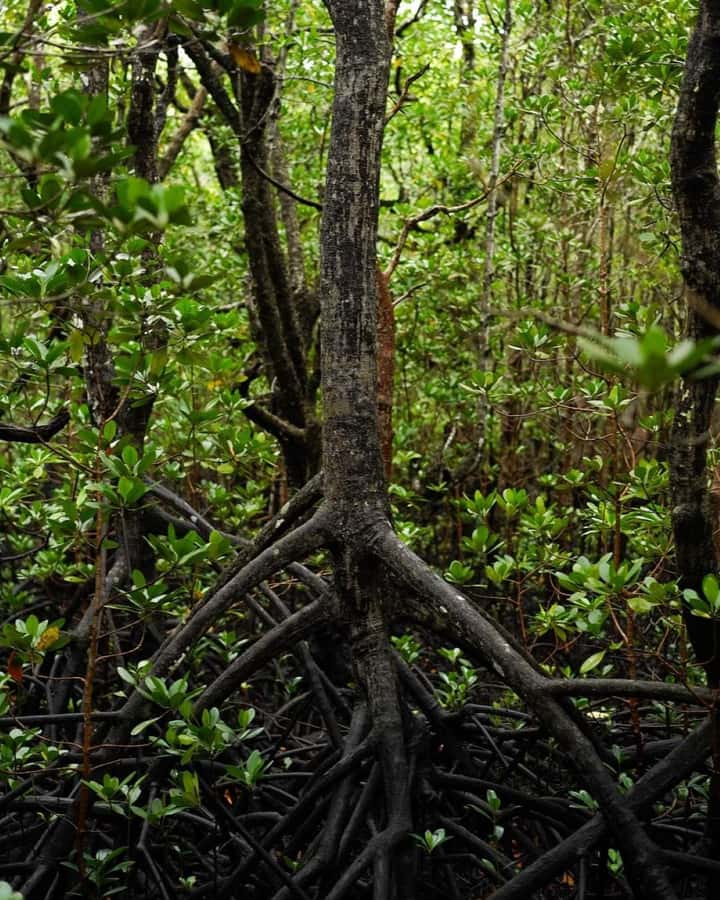 Jozani forest walking tour - The red colobus monkeys are the main event