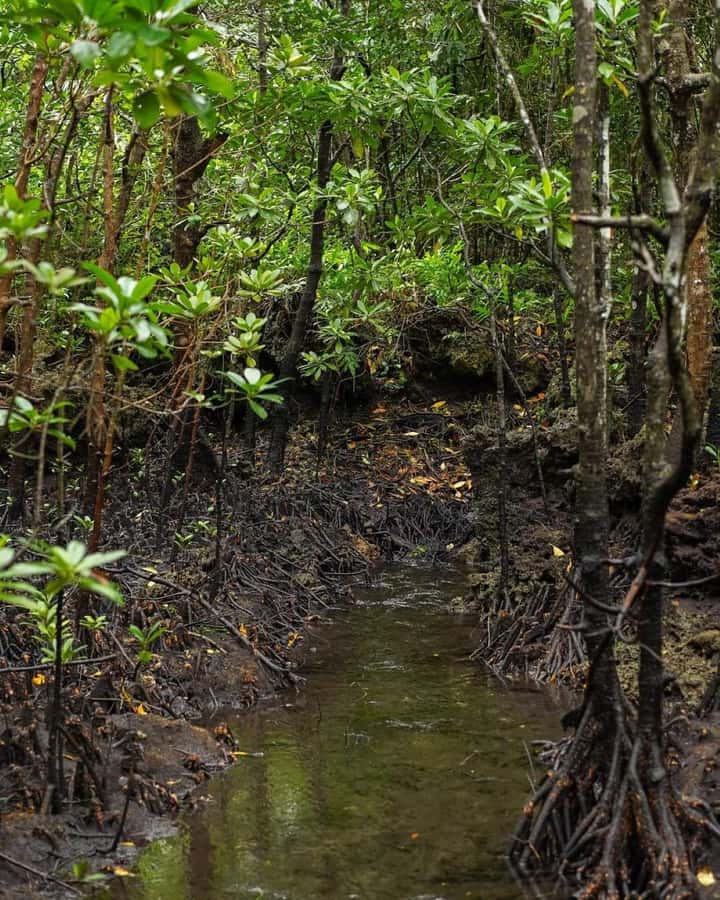Jozani forest walking tour - Learning how mangroves grow