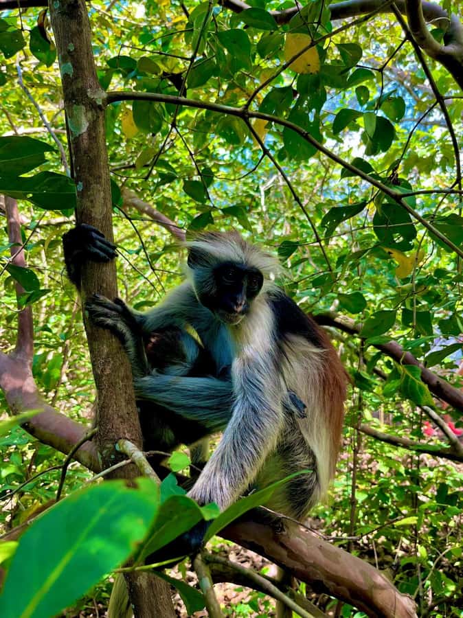 Jozani forest walking tour - Guide languages and private-group benefits